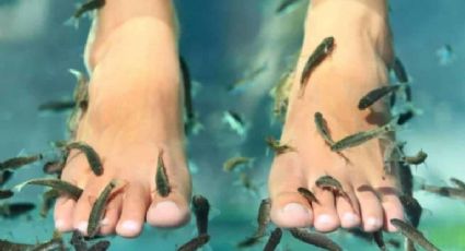 Mujer va a spa con peces en Tailandia y le amputan los dedos del pie