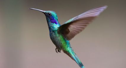Crean dron con destrezas de un colibrí para utilizarlo en rescates
