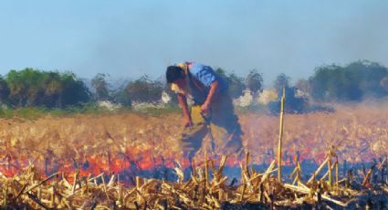 Agricultura busca erradicar quema de pastizales para cultivo