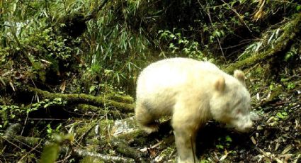 Capturan en fotografía al primer panda gigante albino del mundo
