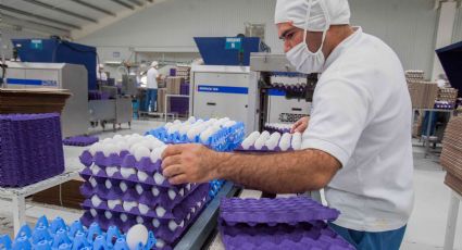 Prevé Sader aumento en producción de carne de pollo y huevo para 2019