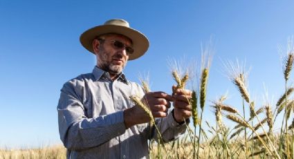 México cuenta con uno de los investigadores de trigo más reconocidos del mundo: Expertscape