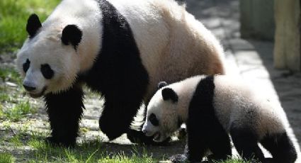 Nace primera cachorra en cautiverio de panda en China