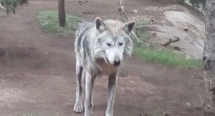 Fallece lobo mexicano que habitaba en zoológico de San Juan de Aragón