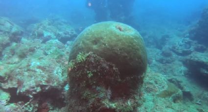 Investigadores encuentran nuevos arrecifes en el Golfo de México