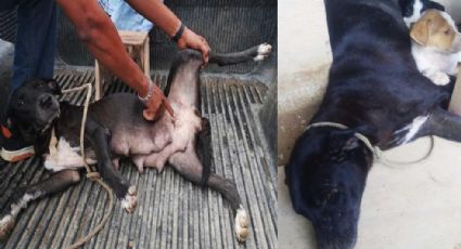 Atacan a balazos a una perra en Veracruz; acusan a la Fiscalía de omisión