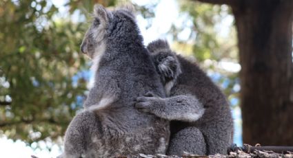 Conoce al koala "más lindo" de Australia (VIDEO)