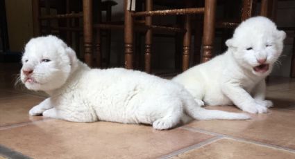 Nacen dos cachorros de león blanco en Francia (VIDEO)