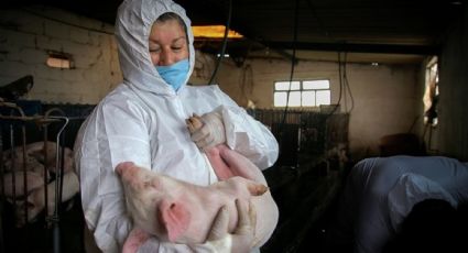 Emite Sader acuerdo para prevenir ingreso de Peste Porcina Africana a México