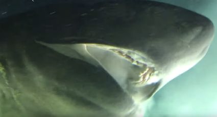 Graban a especie de tiburón más antigua en el Golfo de México