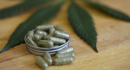 Asociación de Cannabis trabaja en crear pastillas de marihuana para dolores intensos