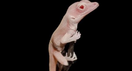 Científicos crean lagartijas albinas con edición genética