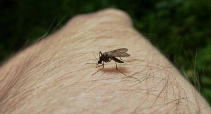 Confima Salud unos 217 casos de dengue en Puebla