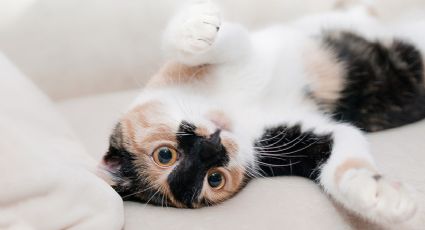 Crean vacuna anti-alergias para gatos