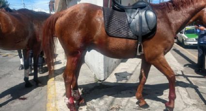 Se registra estampida de caballos en Toluca por estallido de cohetes
