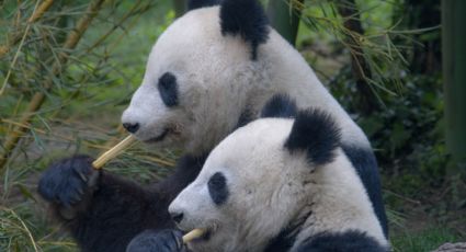 Nacen pandas gemelos en el zoológico de Berlín