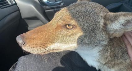 Joven rescata coyote tras pensar que era un perro (FOTOS)