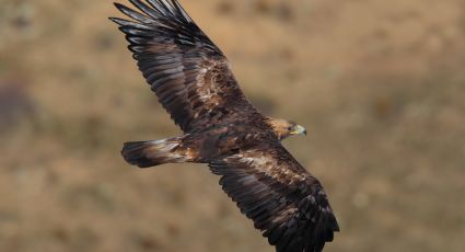 Investigadores de la UAM crean banco de semen para preservar águila real