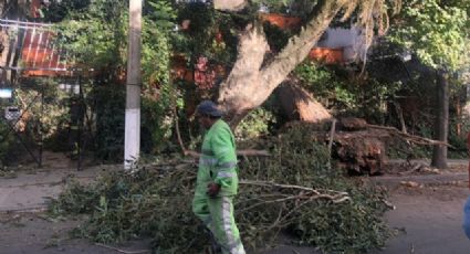 Disminuye intensidad de los vientos; ayer 20 árboles quedaron derribados: SGIRPC