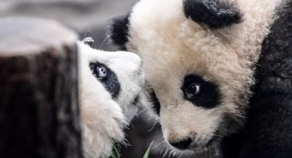 Presentan al público osos panda en zoológico de Berlín