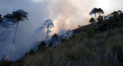 Incendio daña 45 hectáreas del Parque Cofre de Perote, Veracruz
