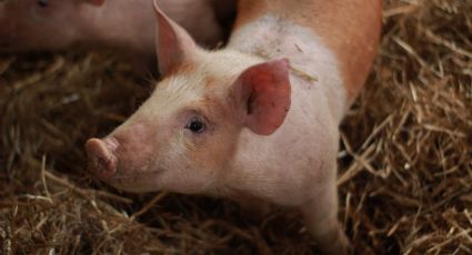 China detecta brote de peste porcina africana