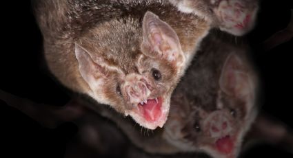 Los virus de murciélagos mortales para los humanos