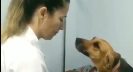 La tierna reacción de un perro al ser curado por su veterinaria