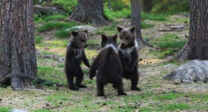 Captan a crías de oso bailar en bosque