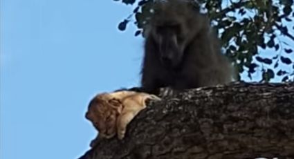 Babuino roba león bebé y 'recrea' escena de “El Rey León”