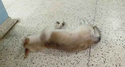 Perrito lleva un mes esperando en el hospital a su dueño fallecido