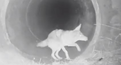 Amistad entre coyote y un tejón se hace viral