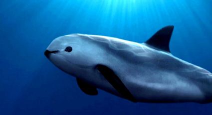 Vaquita marina, ¿cada vez más cerca de la extinción?