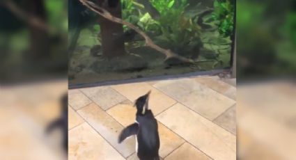 ¿Pingüinos en la Amazonas? Así se pasean en el acuario cerrado por Covid-19