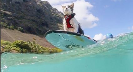 "Hokule'a", el gato que disfruta de las olas del mar