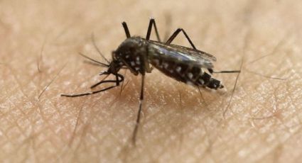 FALSO: Mosquitos, dinero y mascotas contagian coronavirus