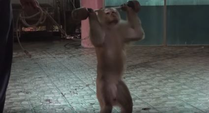 Adiestran monos para entretener turistas