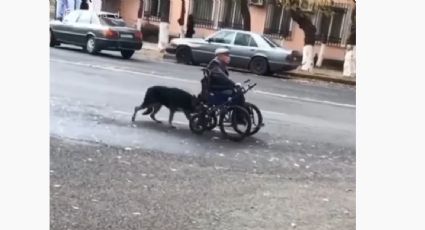 Así ayuda este perrito a su dueño a moverse por la ciudad