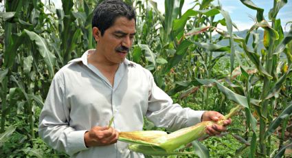 Destaca publicación aportaciones de programa MasAgro como relevantes para agricultura mundial