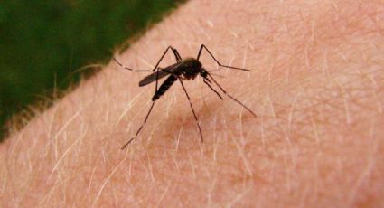 Salud reporta 2 mil 499 casos de dengue
