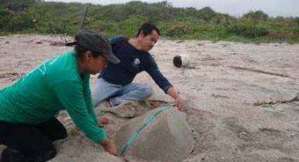 Llegan las primeras tortugas lora a Veracruz