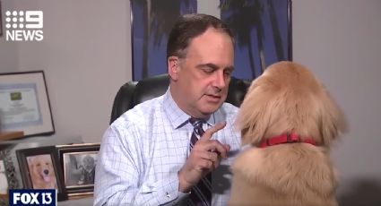 Perro "ayuda" a su dueño a dar reporte meteorológico (VIDEO)