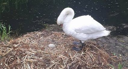 Con el 'corazón roto', cisne fallece tras destruirle nido con huevos
