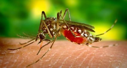 Ante llegada de calor y lluvias Dengue, Zika y Chikunguya incrementan