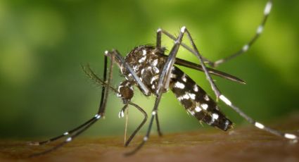 En lo que va del año se registran 4 mil 606 contagios de dengue y 17 defunciones