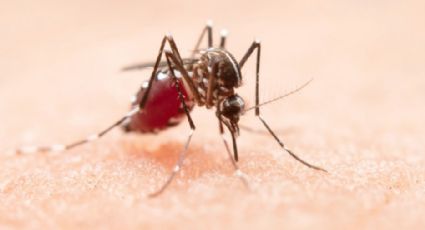 En la última semana se registran mil 16 nuevos casos de dengue