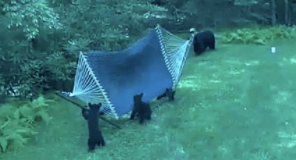 Familia de osos juegan en una hamaca