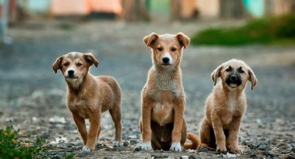 "Dogs en Zoom", adopta un perrito sin salir de tu casa