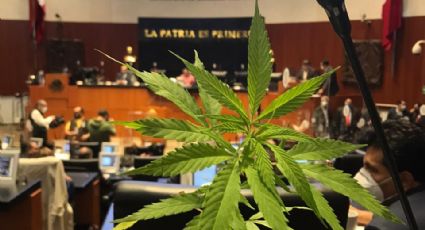 Jesusa Rodríguez entra al Senado con planta de marihuana