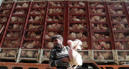 India confirma brotes de gripe aviar